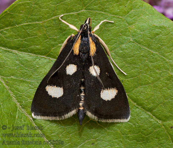 Anania funebris Zavíječ osmitečný Schwarzweißer Fleckenzünsler