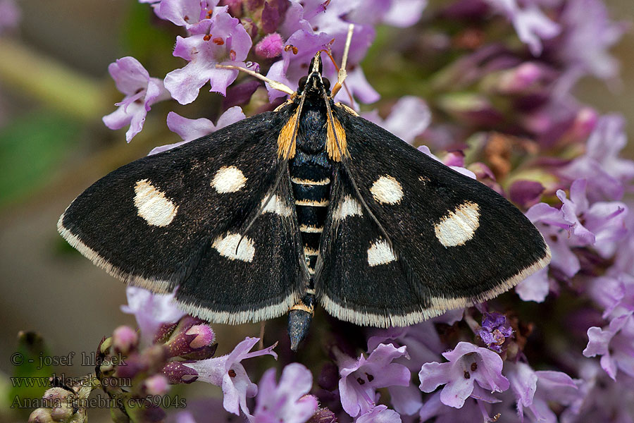 Anania funebris Vijačka osemškvrnná Lichtbalmot Valolaikkukoisa