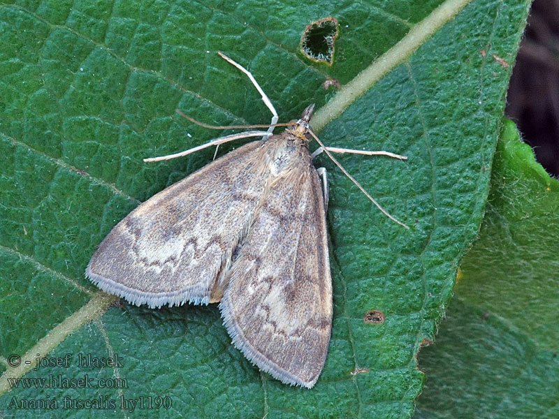 Anania fuscalis Vijačka čermeľová Hengellichtmot Szürke tűzmoly