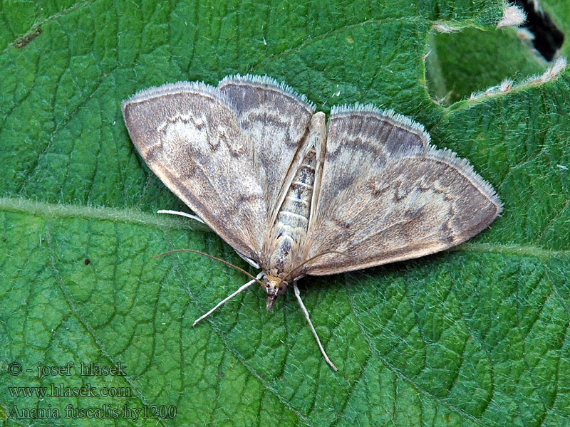 Anania fuscalis Kovallmott Kohvedehalvmøl