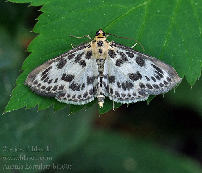 Anania hortulata Eurrhypara urticata Zavíječ zahradní