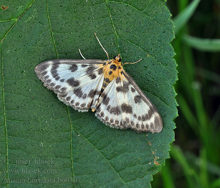 Anania hortulata Brennnesselzünsler Small Magpie Vijačka záhradná