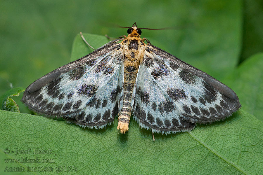 Zavíječ zahradní Anania hortulata