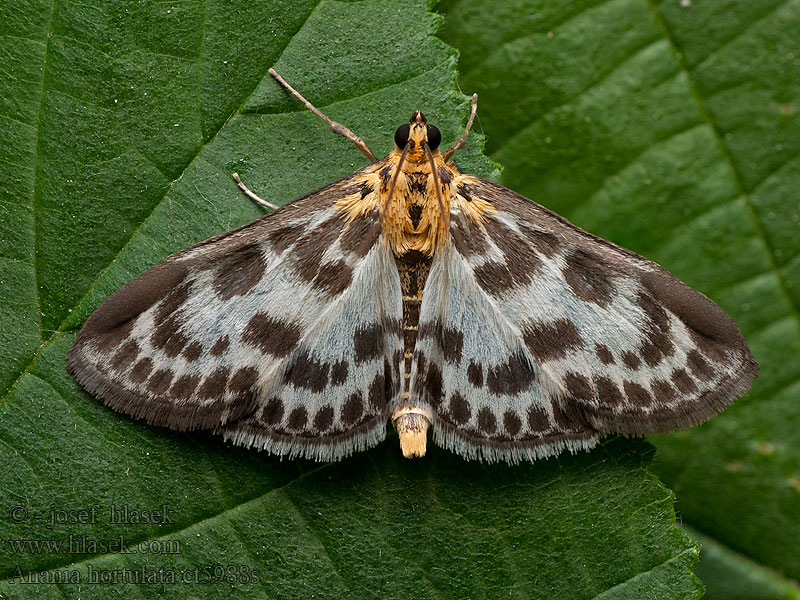 Anania hortulata