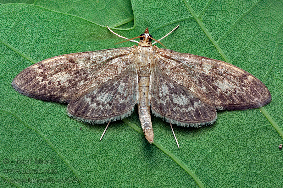 Zavíječ úzkokřídlý Perinephela lancealis Anania