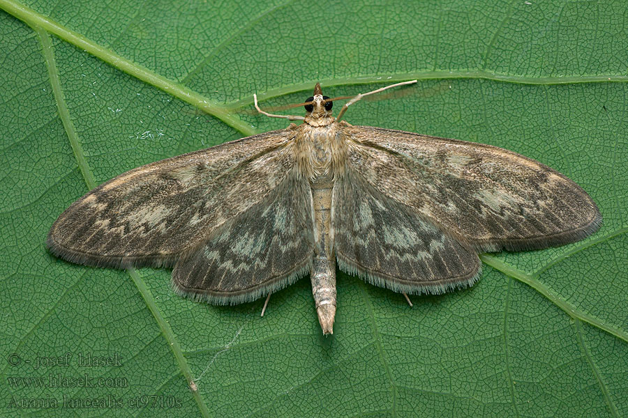 Perinephela lancealis Anania Zavíječ úzkokřídlý