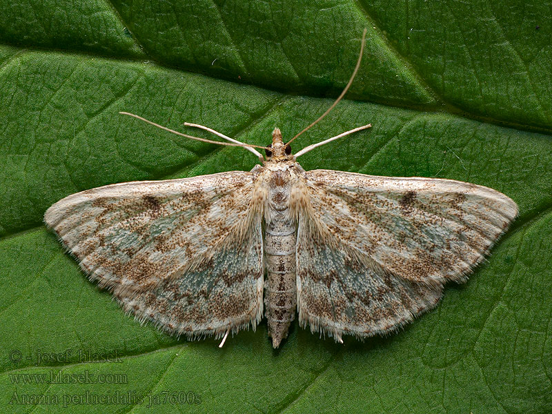 Anania perlucidalis Vijačka bodliaková Botys marais