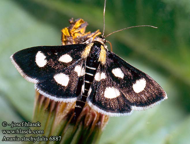 Anania stachydalis Phlyctaenia Zavje istcov