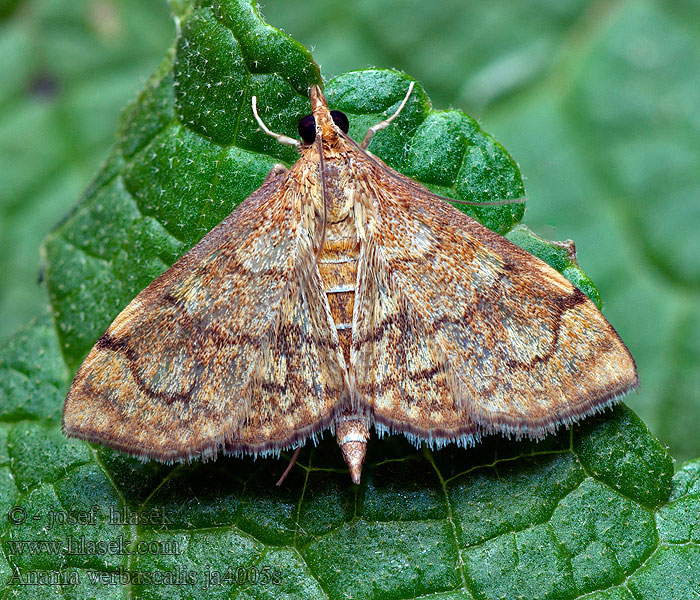 Anania verbascalis