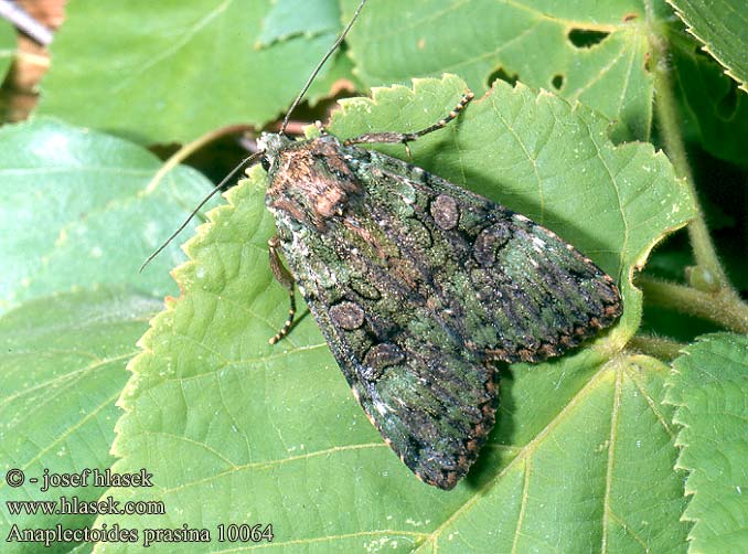 Anaplectoides prasina Eurois prasinus Green Arches