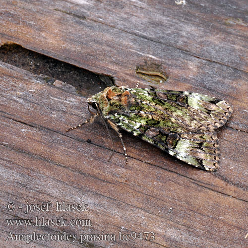 Noctuelle verte Anaplectoides prasina Eurois prasinus Green Arches