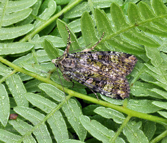 Anaplectoides prasina Osenice travní