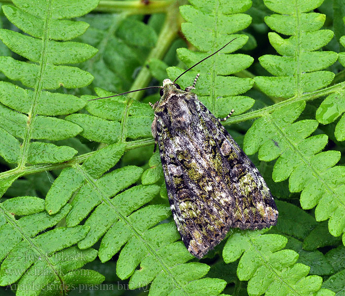 Anaplectoides prasina Bruine groenuil