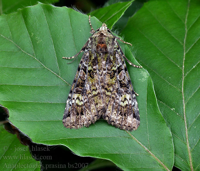 Anaplectoides prasina Green Arches