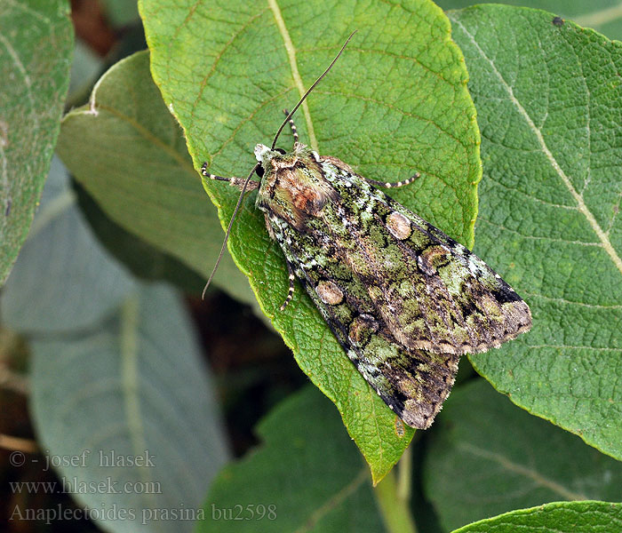 Anaplectoides prasina Olivengron jordugle