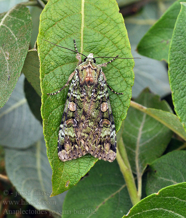 Anaplectoides prasina Sammalmaayökkönen