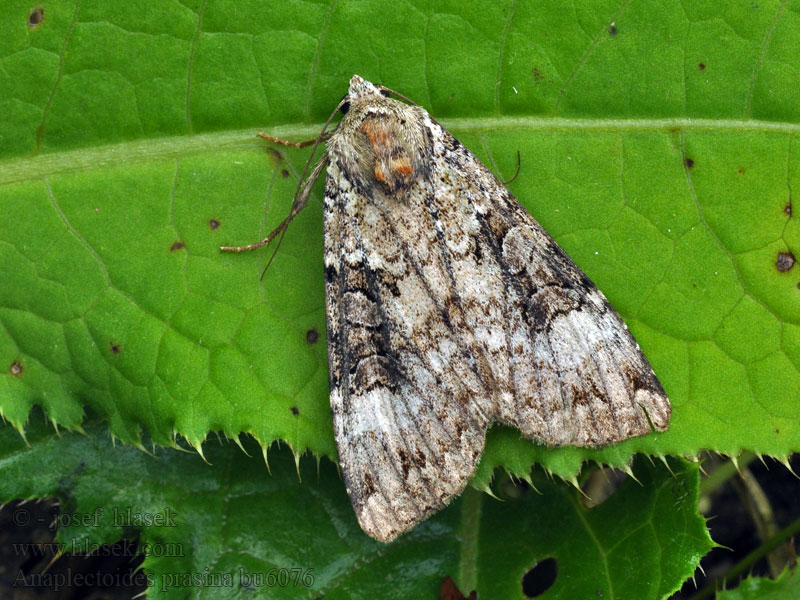 Anaplectoides prasina