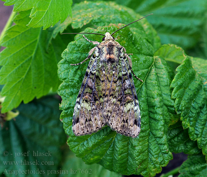 Anaplectoides prasina Grüne Heidelbeereule