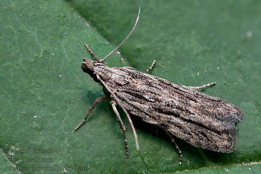 Anarsia innoxiella Lönnpalpmal