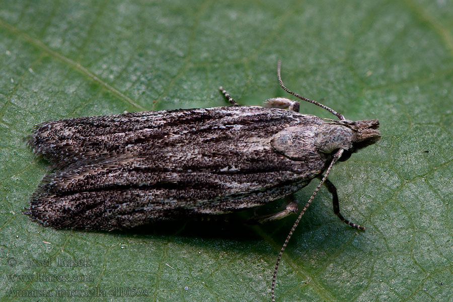 Anarsia innoxiella