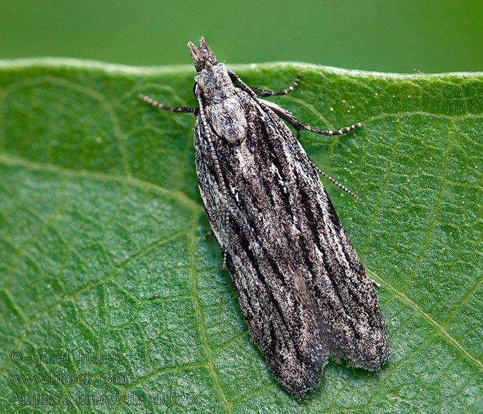 Lönnpalpmal Anarsia innoxiella