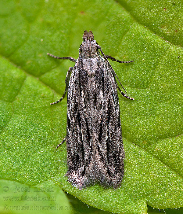 Anarsia innoxiella