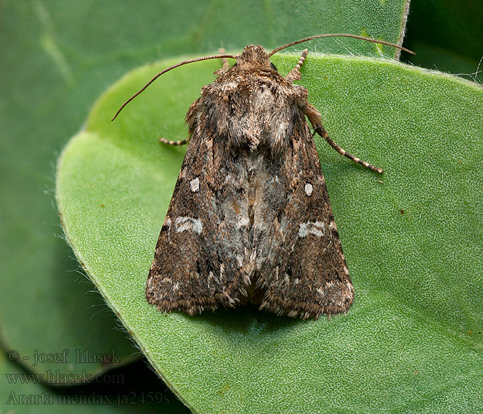 Anarta mendax Hadena