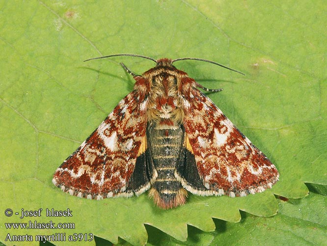 Můra vřesová Okrzętnica wrzosówka Beautiful Yellow Underwing