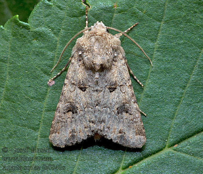 Anarta sodae Hadula