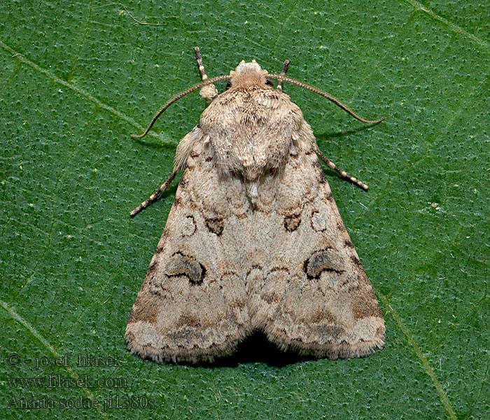 Anarta sodae