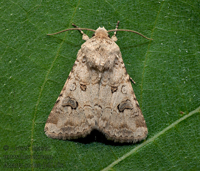 Anarta sodae Hadula