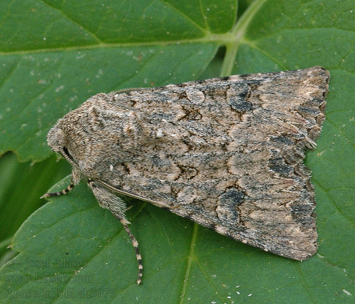 Anarta trifolii Můra jetelová Meldenflureule Nutmeg