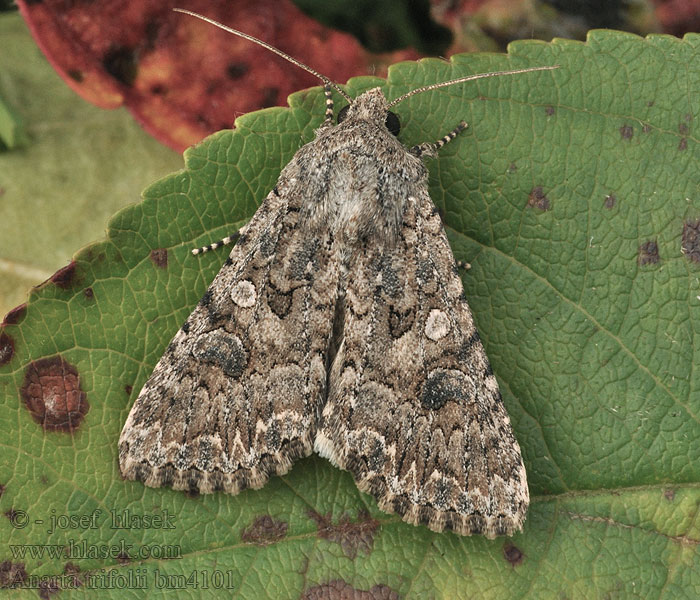 Anarta trifolii Mora ďatelinová Noctuelle Ansérine