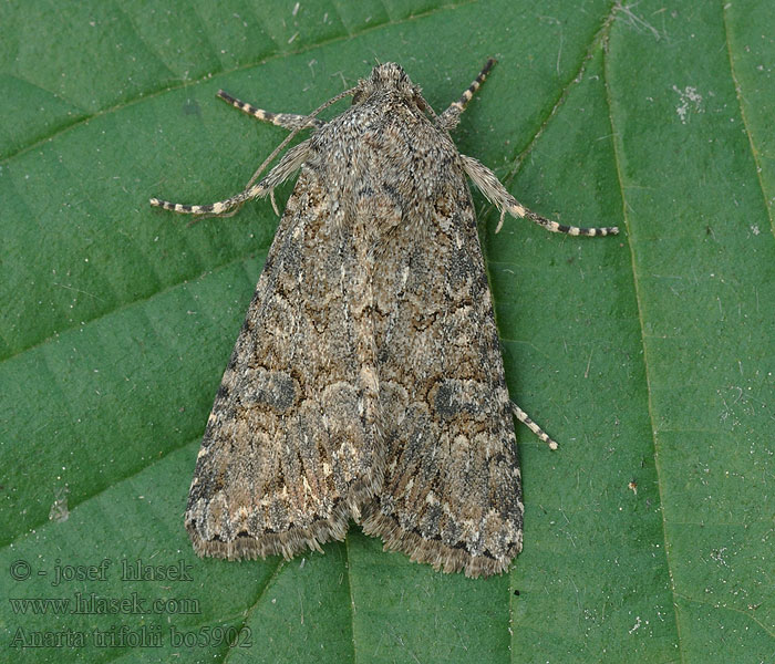 Anarta trifolii Совка клеверная Piętnówka chwastówka