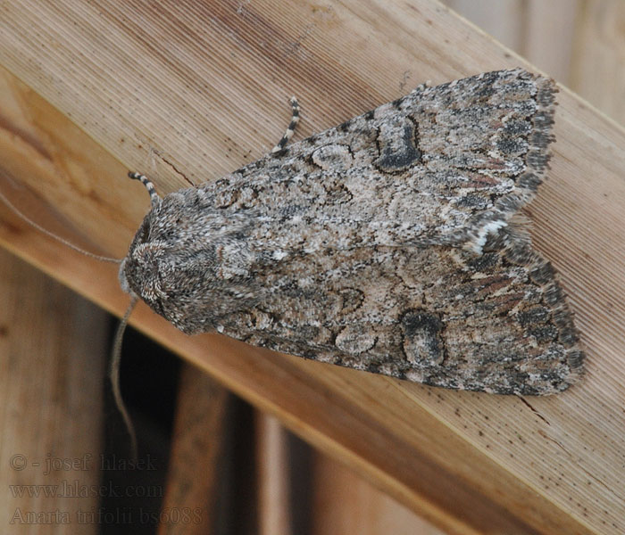 Anarta trifolii Spurrie-uil Lóherebagoly Savikkayökkönen