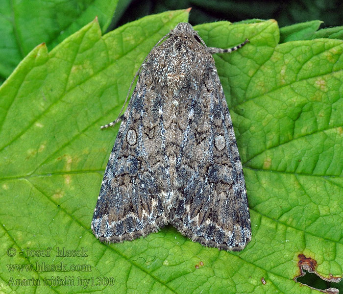 Meldenflureule Anarta trifolii