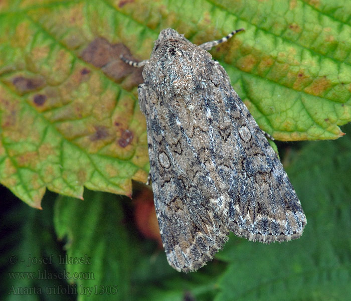 Nutmeg Anarta trifolii