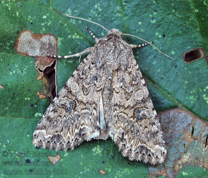 Noctuelle Ansérine Anarta trifolii