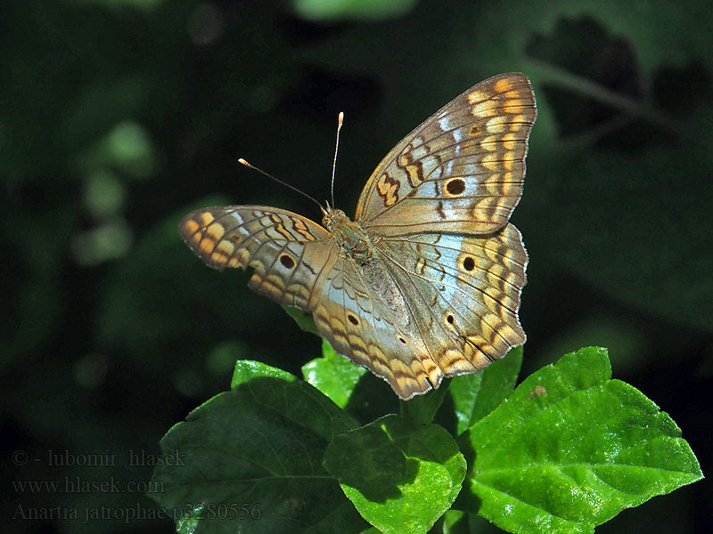 Anartia jatrophae