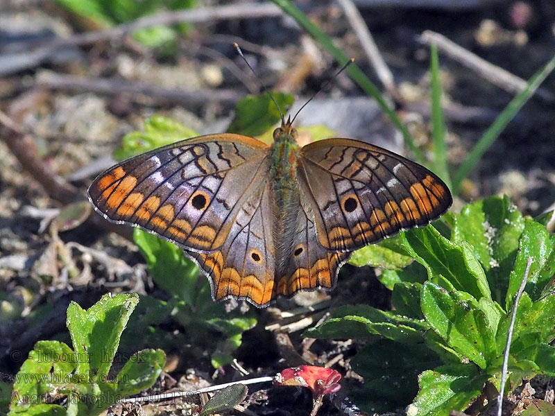 Anartia jatrophae