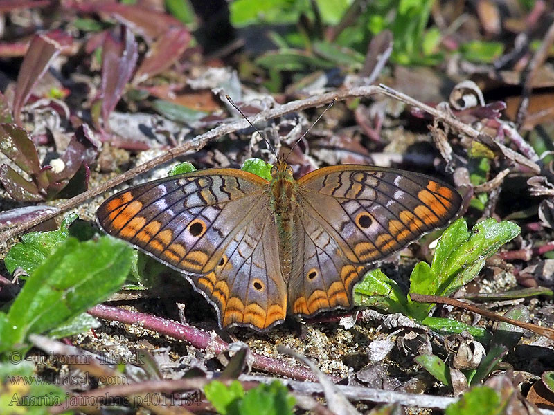 Anartia jatrophae