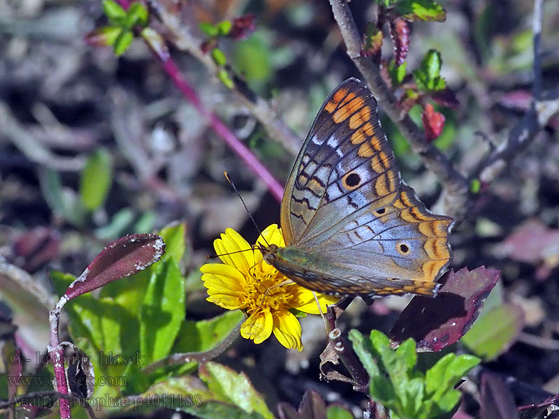 Anartia jatrophae