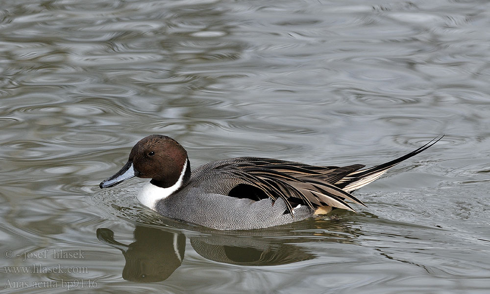 Anas acuta Northern Pintail Spidsand Jouhisorsa Canard pilet