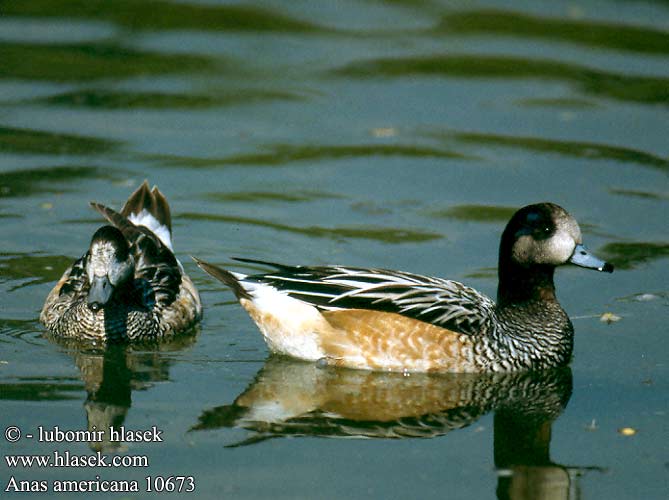 Anas americana 10673 UK: American Wigeon DK: Amerikansk pibeand FI: Amerikanhaapana FR: Canard à front blanc NL: Amerikaanse Smient IT: Fischione americano HU: Álarcos réce DE: Amerikanische Pfeifente PL: Świstun amerykański CZ: Hvízdák americký ES: Pato calvo SE: Amerikansk bläsand RU: Американская свиязь JP: アメリカヒドリ KR: 아메리카홍머리오리 PT: Piadeira-americana