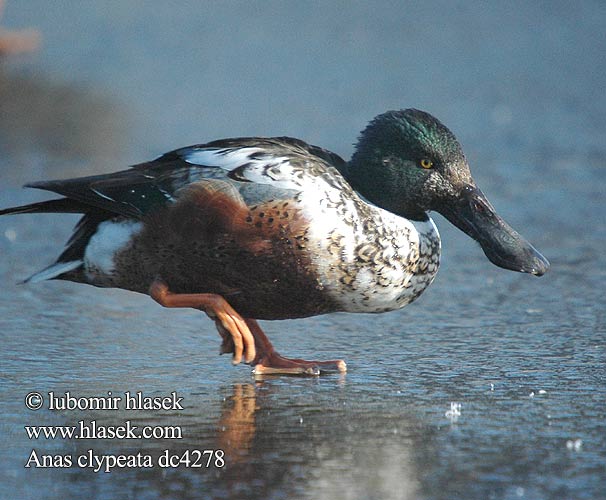 Широконоска ハシビロガモ أبو مجروف 넓적부리 Χουλιαρόπαπια Pato-trombeteiro