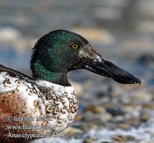 Shoveler Löffelente Canard souchet Cuchara Común Lžičák pestrý