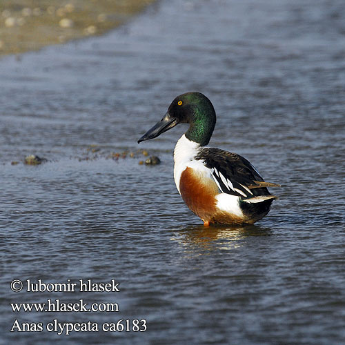 Löffelente Canard souchet Cuchara Común Lžičák pestrý