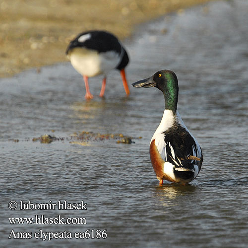 Canard souchet Cuchara Común Lžičák pestrý Skeand Slobeend