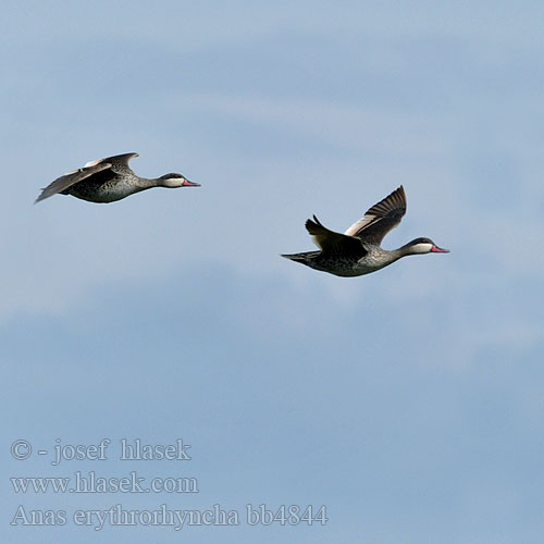 Anas erythrorhyncha Paecilonitta Red-billed Duck Rooibekeend