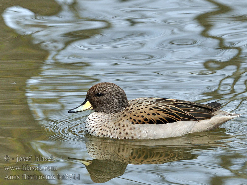 Speckled Teal Andean Chilean Andenente Gelbschnabelkrickente